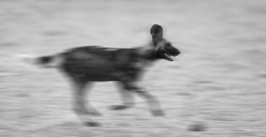 African Wild dog running with blurred motion in artistic convers clipart