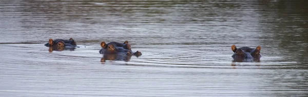 Heads of three hippo sticking out of the water to hide from a su — Stock Photo, Image