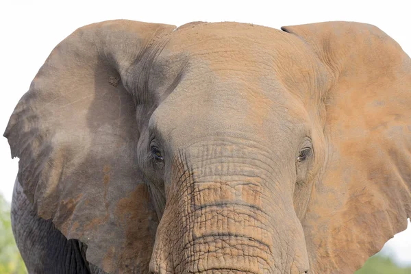 Primer plano de un elefante sucio oreja, ojo y nariz — Foto de Stock
