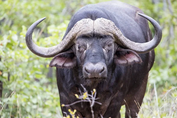 Retrato de primer plano de un búfalo masticando en la hierba mirando enojado — Foto de Stock