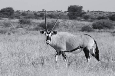 Yalnız Oryx sıcak Kalahari güneş ar çimenli ovasında üzerinde yürüme