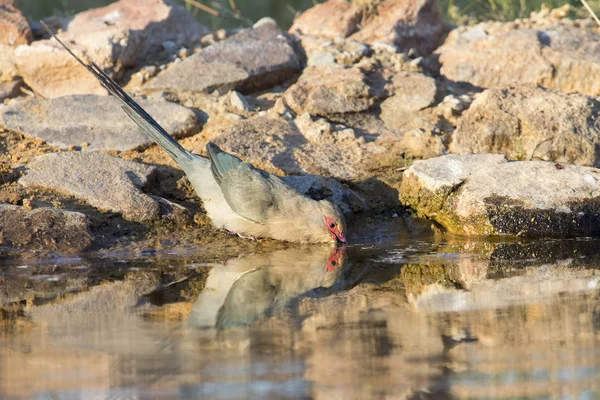 Souris à face rouge Oiseau qui boit de l'eau au point d'eau du Kalahar — Photo