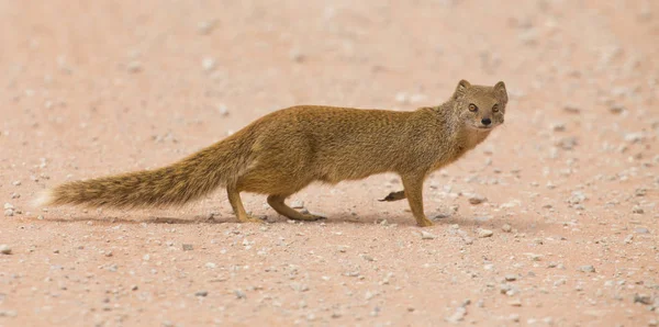 Жовтий mongoose ретельно ходьба над гарячому піску Калахарі — стокове фото