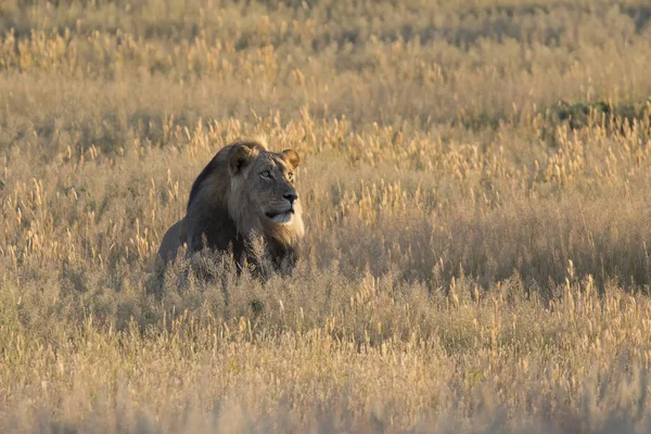 León solitario macho se acostó a descansar en la hierba Kalahari —  Fotos de Stock