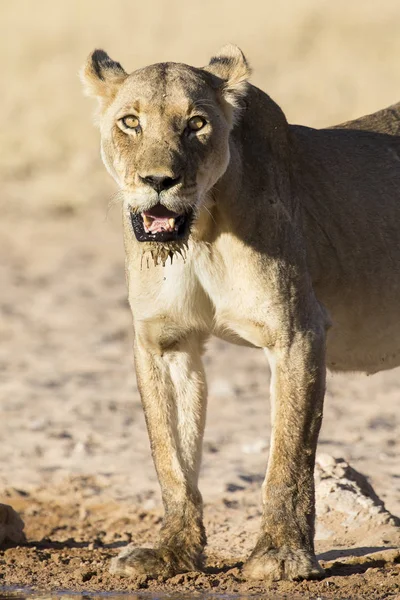 Grande lionne debout après avoir bu de l'eau d'une petite piscine — Photo