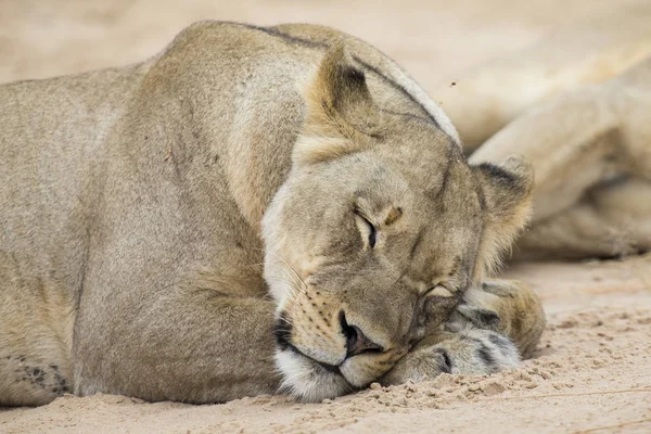 Primer plano de una leona acostada para dormir en la suave arena Kalahari —  Fotos de Stock