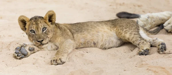 Kleine Leeuw cub vast om te rusten op zacht zand van de Kalahari — Stockfoto