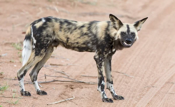 Lone African wild dog hunting calling its mates — Stock Photo, Image