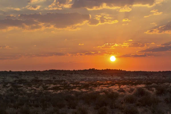 Dramatyczny zachód słońca nad trawiastej równiny Kalahari — Zdjęcie stockowe