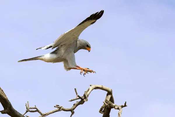 Autour de palombe chantant pâle mâle sautant dans un arbre contre Kalaha bleu — Photo
