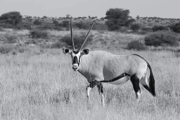 Oryx solitario caminando sobre una llanura cubierta de hierba en el caliente Kalahari sol ar —  Fotos de Stock