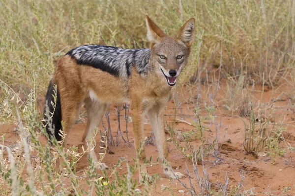 Svart backas Jackal promenader i Kalahari letar efter mat — Stockfoto