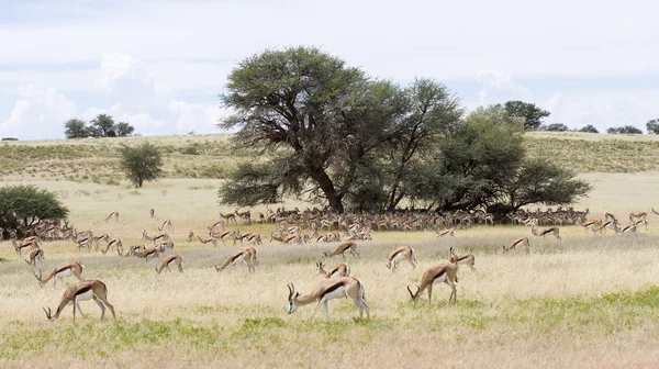 Stor flock av springbok vilar i skuggan av stora camelthorn — Stockfoto