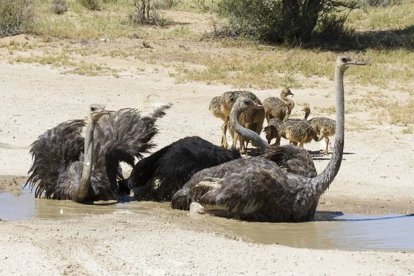 Kalahari sıcak güneşin altında banyoda devekuşları ailesi — Stok fotoğraf