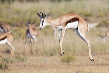 Springbok Kgalagadi ovasında üzerinde sıçrayan sürüsü 