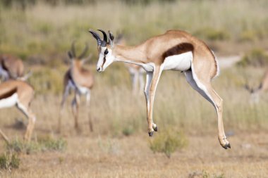 Springbok herd prancing on a plain in the Kgalagadi  clipart