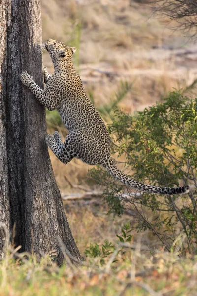 Lone leopard klättrar snabbt upp i ett högt träd i naturen under dayti — Stockfoto