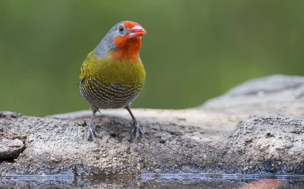 Male Melba Finch drinking water from rocks next to pond — Stock Photo, Image