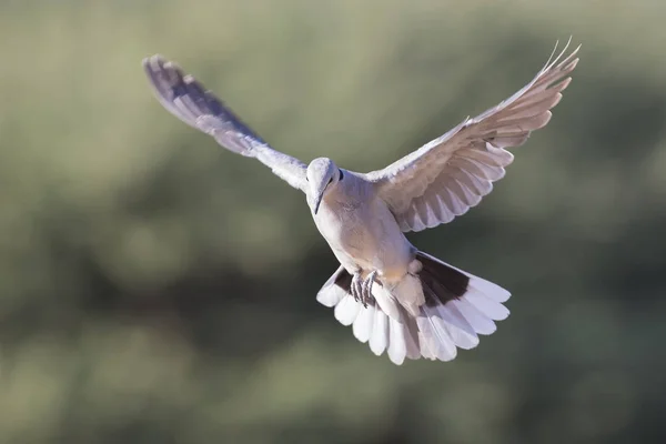 Erken m bir yumuşak yeşil arka plan üzerinde uçuş halka boyunlu güvercin — Stok fotoğraf