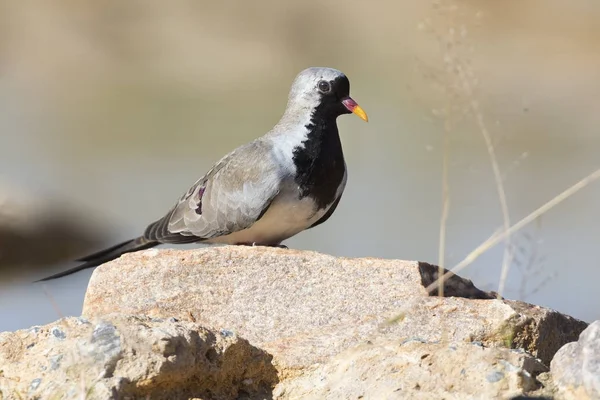 Namaqua dove male sitting on rocks in nature — Stock Photo, Image