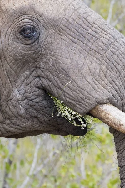 Close-up de uma presa de elefante sujo, orelha, olho e nariz — Fotografia de Stock