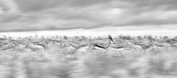 Manada de Springbok corriendo en una llanura en Kalahari —  Fotos de Stock