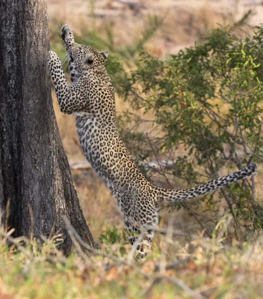 Samotny leopard wspinaczka szybko wysokie drzewa w przyrodzie podczas Turn — Zdjęcie stockowe