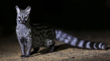 Oturma ve servis bir spot ışığı kullanarak geceleri fotoğraflandı Genet