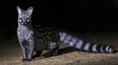 Genet photographed at night using a spotlight sitting and waitin clipart