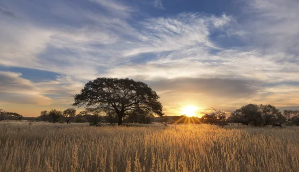 Foto de paisaje de un árbol de silueta muerto al atardecer con sk azul —  Fotos de Stock