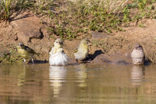 Southern Masked Weaver females having a bath in a waterhole in K — Stock Photo, Image