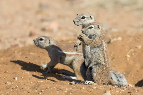 Family of Ground Squirrels carefully come out of their burrow in — Stock Photo, Image