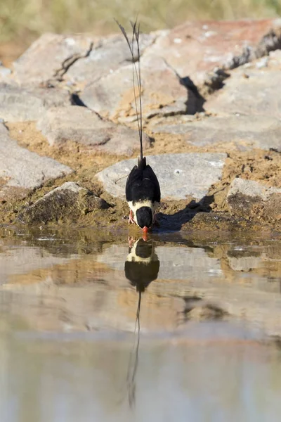 Beautiful Shaft-Tailed Whydah male drinks water from a waterhole — Stock Photo, Image