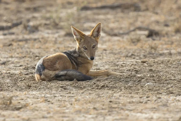 Black Backed Jackal deitar para baixo para descansar em Kalahari — Fotografia de Stock