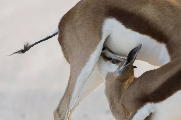 Γκρο πλαν, ένα πουλάρι springbok αλκοόλ από τη μητέρα του — Φωτογραφία Αρχείου