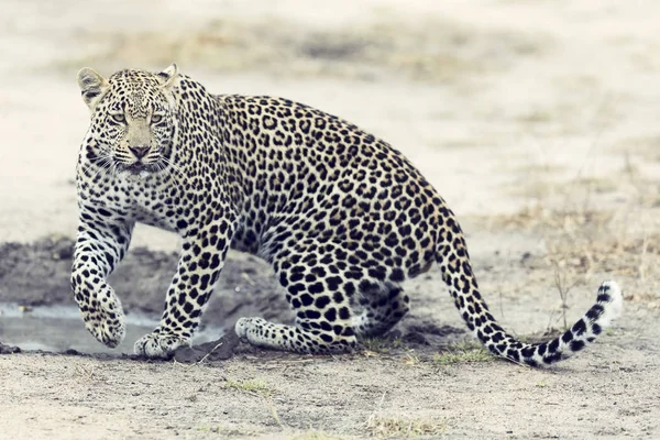 Leopardo solitário caminhando e caçando durante o dia — Fotografia de Stock