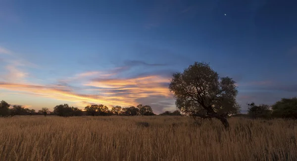 Fotografia Krajobraz sylwetka Martwe drzewa o zachodzie słońca z sk niebieski — Zdjęcie stockowe