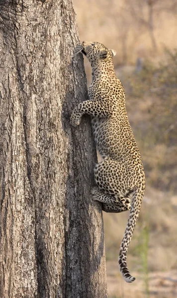 Einsamer Leopard klettert tagsüber in der Natur schnell auf einen hohen Baum — Stockfoto