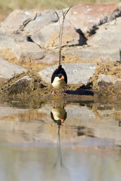 Schöner Schaftschwanzmännchen trinkt Wasser aus einem Wasserloch — Stockfoto