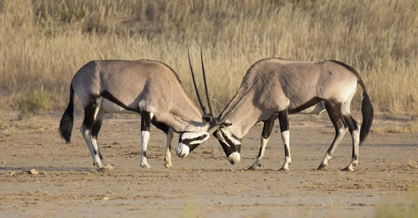 Dois Oryx lutam pelo domínio no Kalahari quente — Fotografia de Stock