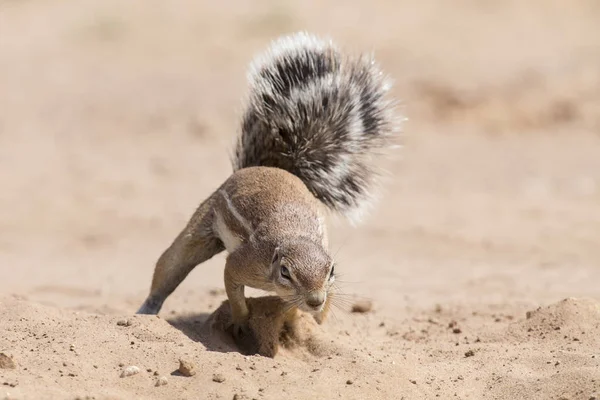 Un écureuil terrestre à la recherche de nourriture dans le sable sec Kalahari artiste — Photo