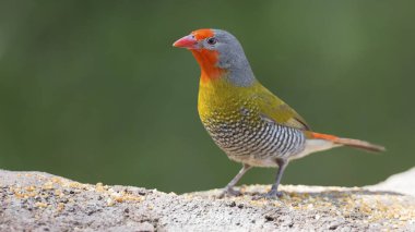 Kayalar göl yanındaki erkek Melba Finch içme suyu