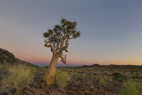 Paisaje de un árbol de carcaj con cielo pastel y luna en seco deser — Foto de Stock