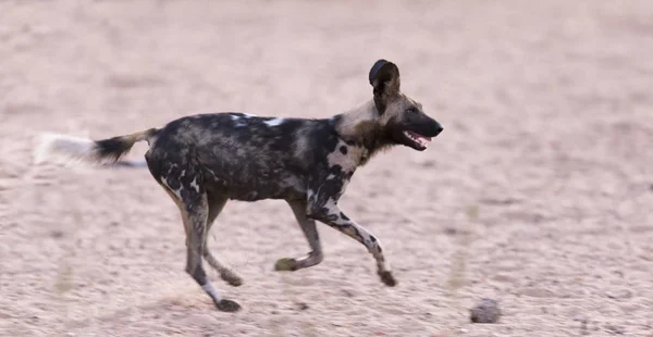 Perro salvaje africano corriendo con movimiento borroso mientras caza — Foto de Stock