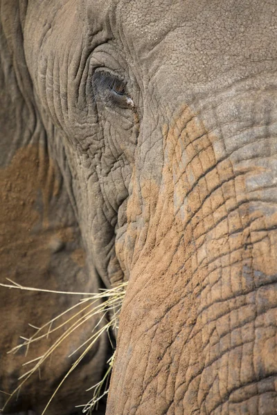 Close-up van een vuile olifant oor, oog en neus — Stockfoto