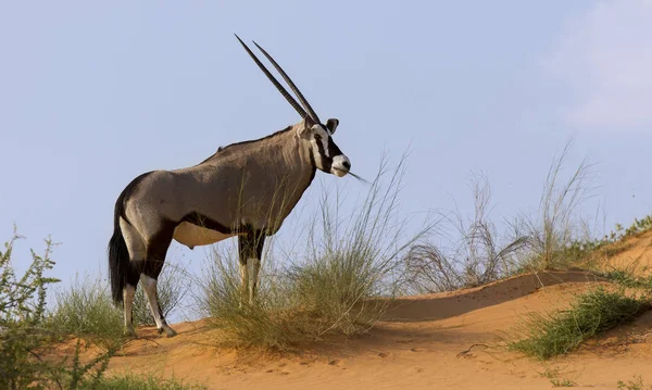 Einsamer Oryx steht auf einer Sanddüne in der heißen Kalahari su — Stockfoto
