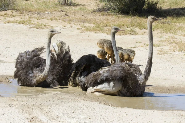 Família de avestruzes que tomam banho ao sol quente do Kalahari — Fotografia de Stock