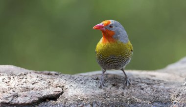 Kayalar göl yanındaki erkek Melba Finch içme suyu