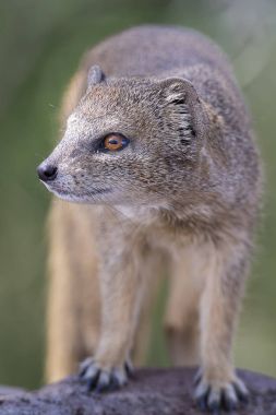 Sarı Firavun faresi Kalahari Çölü'nde bir su birikintisinin üzerinden suyu içer