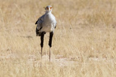Sekreter kuşu yine de elini kolunu sallaya dönüyor avlarına seyir Kalahari çim